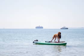 Hot weather pictures in Southsea, Portsmouth on 26th June 2024. Pictured: Horatio the dog on a paddle board near Clarence Parade Pier. Picture: Habibur Rahman