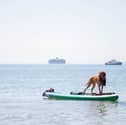 Hot weather pictures in Southsea, Portsmouth on 26th June 2024. Pictured: Horatio the dog on a paddle board near Clarence Parade Pier. Picture: Habibur Rahman