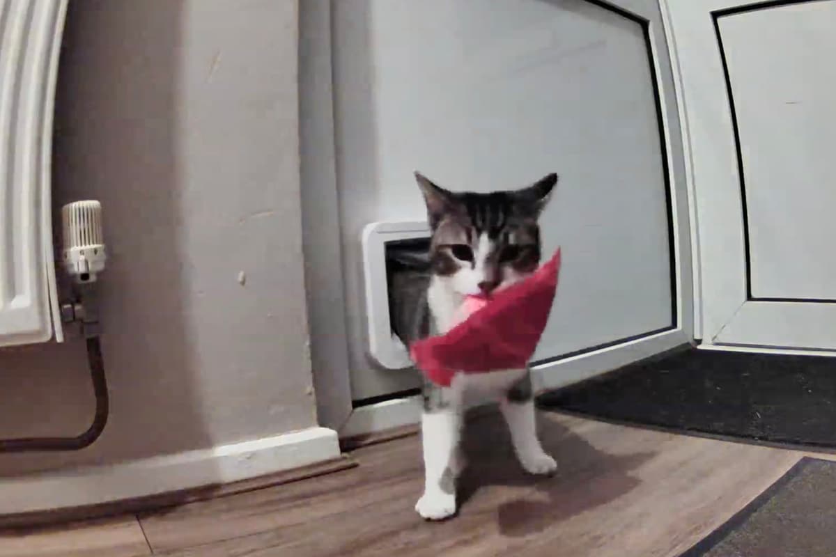 Cat caught bringing random bits of rubbish home in funny video