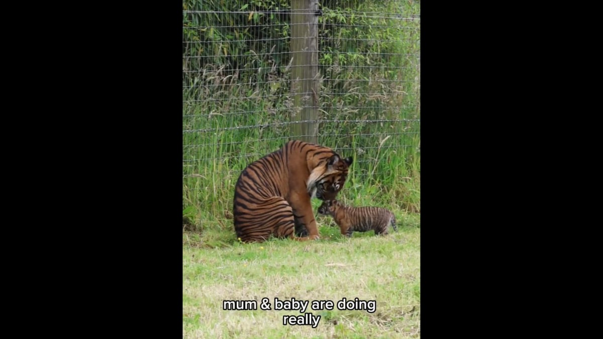 Adorable rare Sumatran tiger cub practises roar during first outing at the zoo