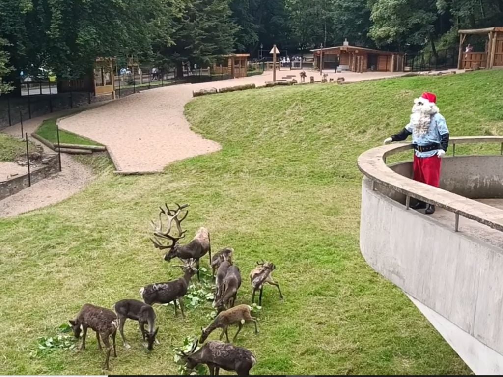 Christmas in July! Watch the moment herd of reindeers move into zoo enclosure - with help from Santa