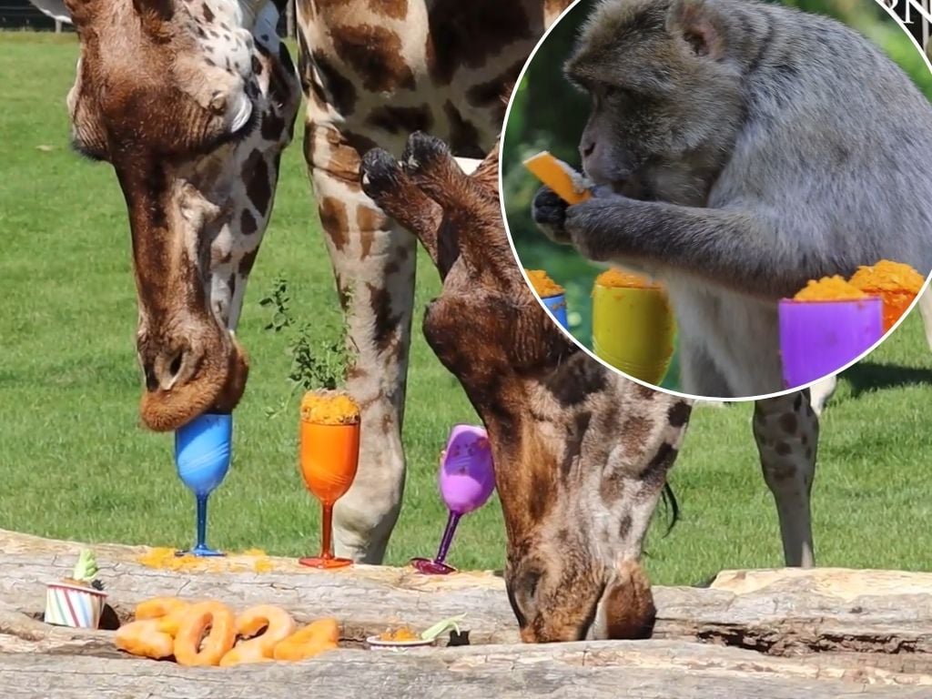 Cute macaque monkeys and giraffes enjoy butternut squash cocktails at zoo summer party