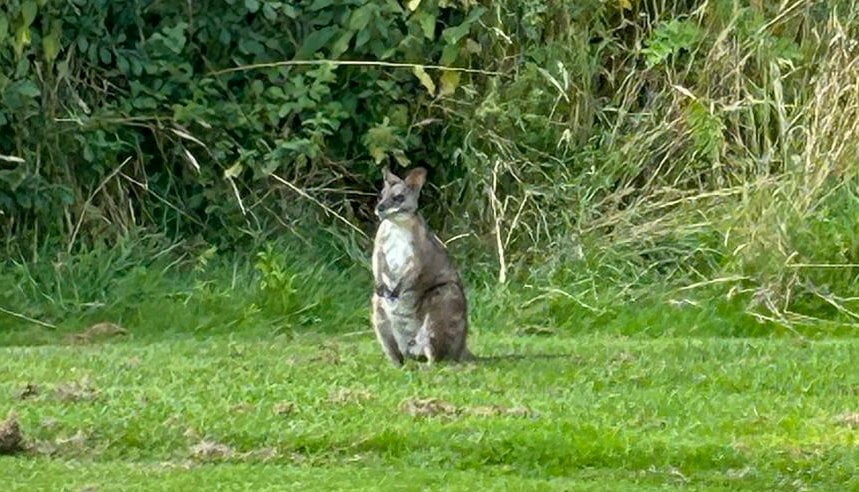 Wallaby nicknamed 'Holly Wallaby' keeps disturbing golfers on British golf course