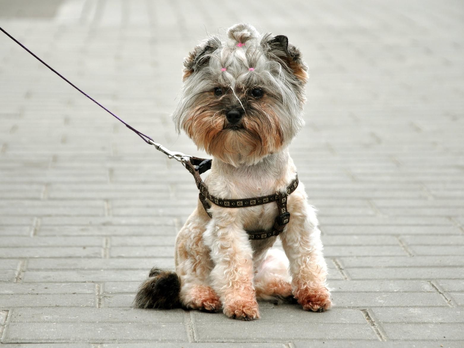 Dog Owners Warned On Dangers At The Beach